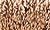 021HL Very Fine (#4) Braid