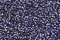 PB66 - Amethyst Petite Treasure Braid